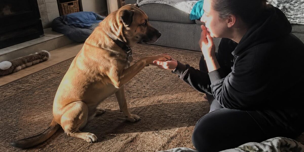 How to Choose the Right Dog Breed for Your Lifestyle
