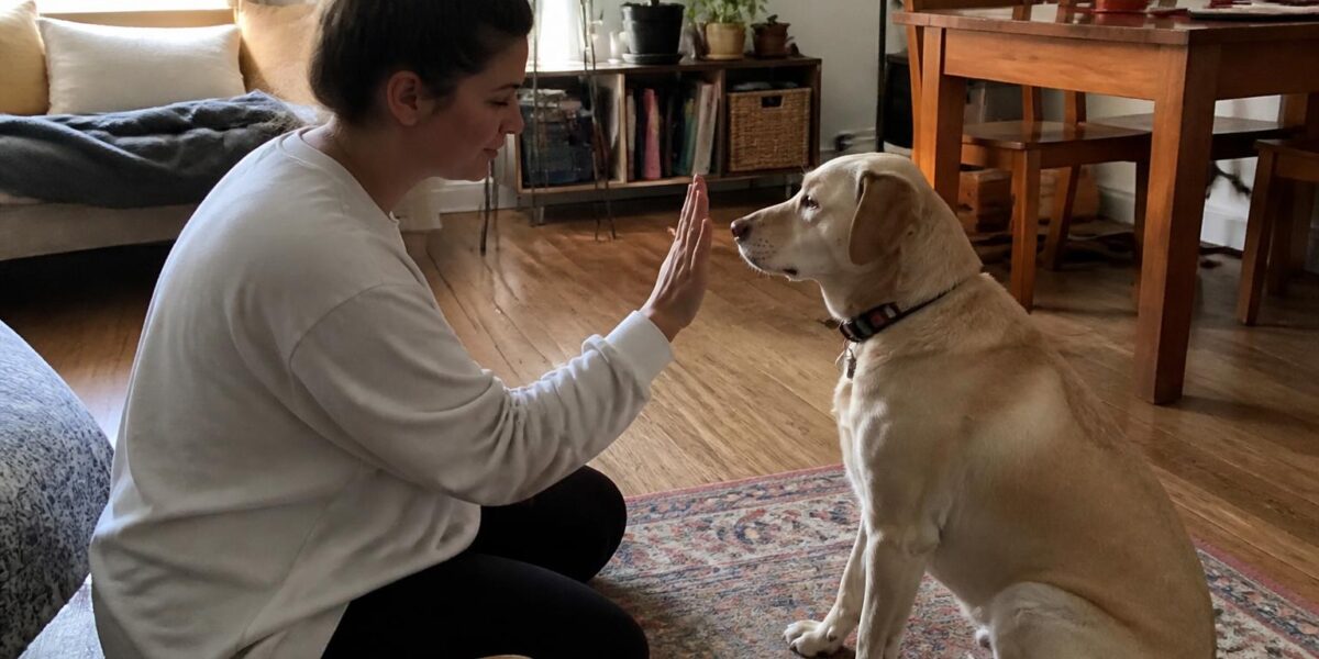 How to Clean a Pet Wound at Home
