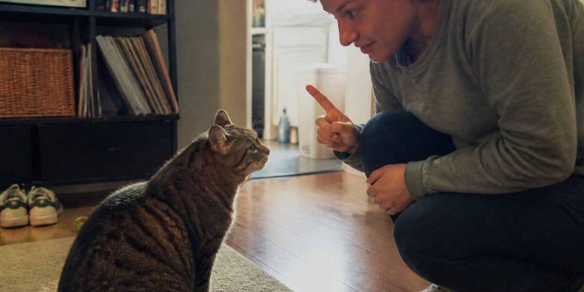 How to Exercise an Indoor Cat: Keeping Your Feline Fit and Happy