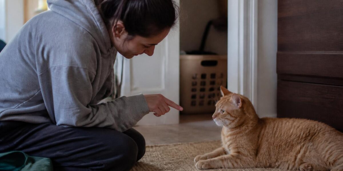 How to Give Your Cat Insulin: A Step-by-Step Injection Guide