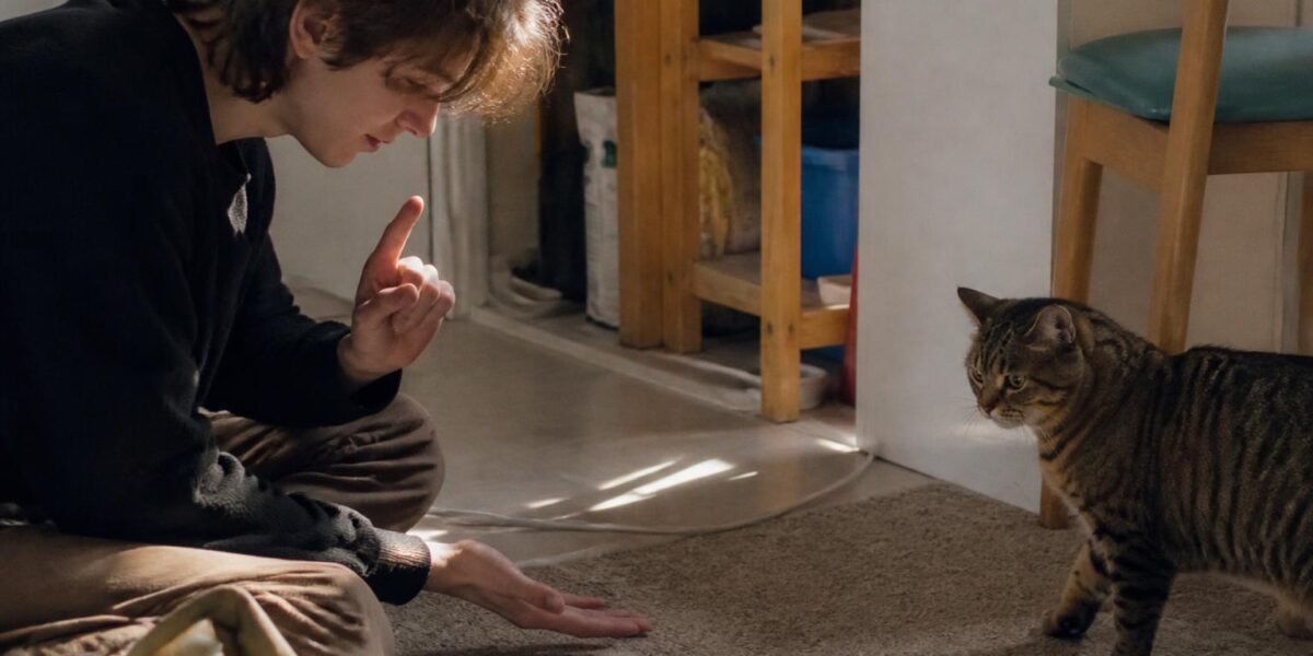 How to Help a Shy Rescue Cat: Building Trust Step by Step
