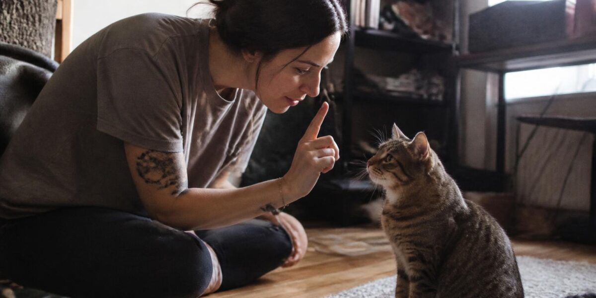 How to Introduce Cats to Each Other: Slow and Safe