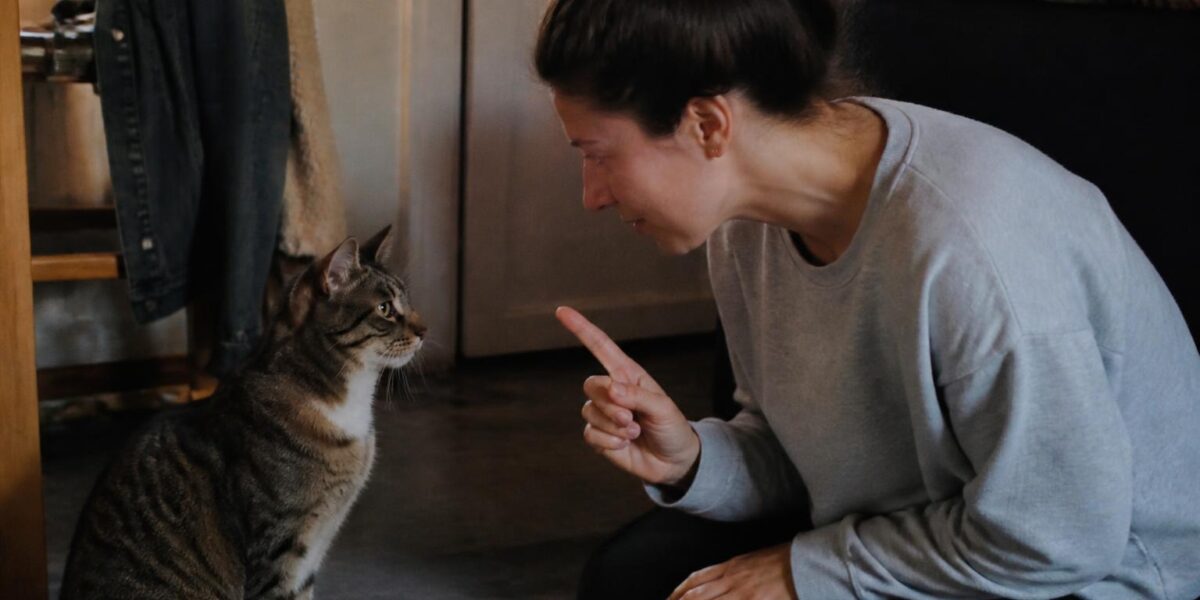 How to Introduce Two Cats: The Slow Introduction Method