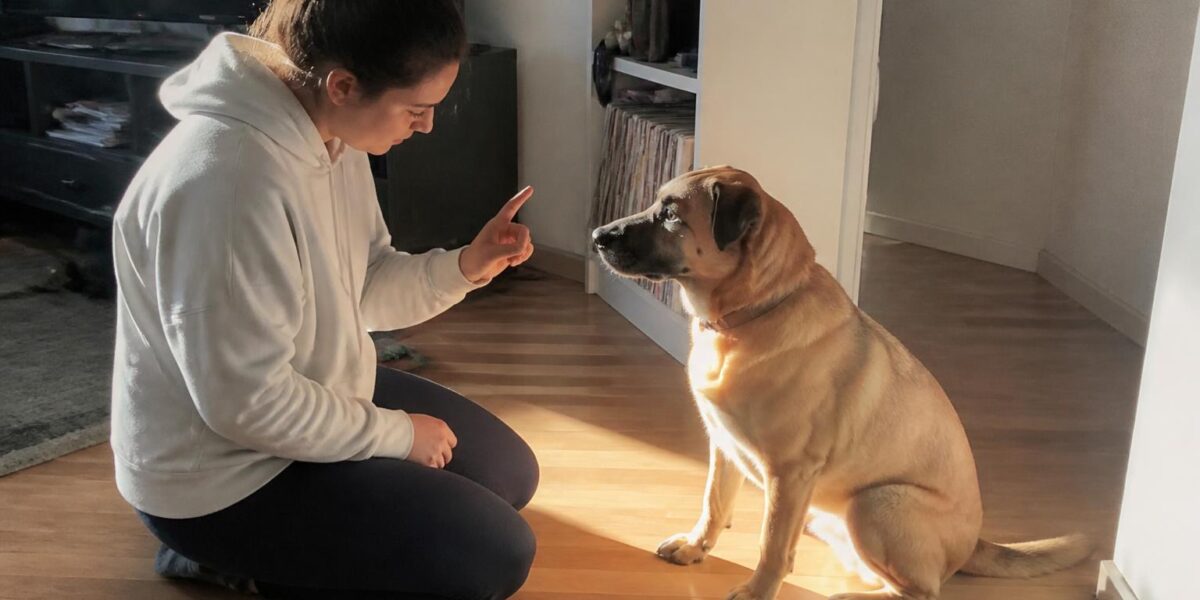 How to Put On and Manage a Cone or E-Collar