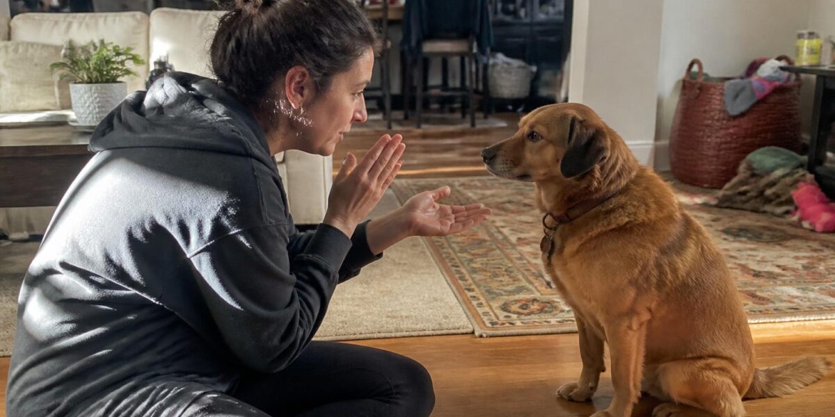 How to Socialize a Rescue Dog