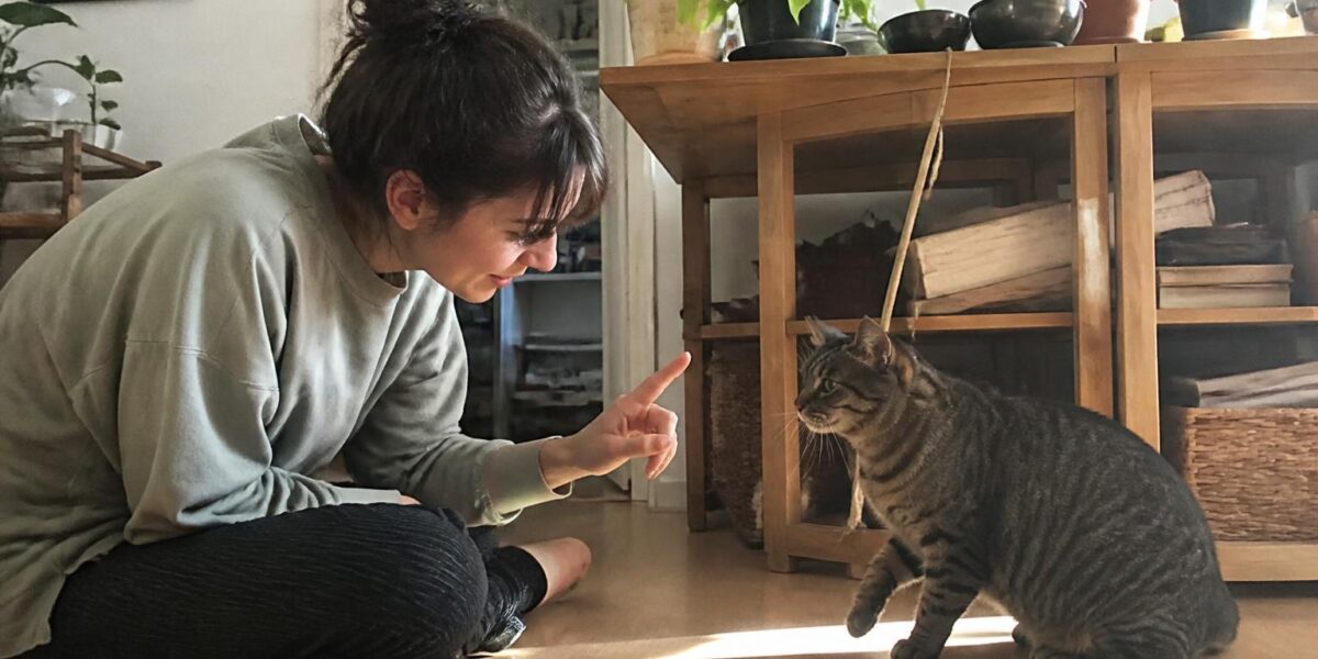 How to Stop a Cat From Biting
