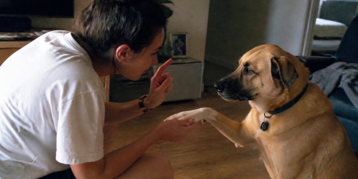 How to Take Your Pet's Temperature