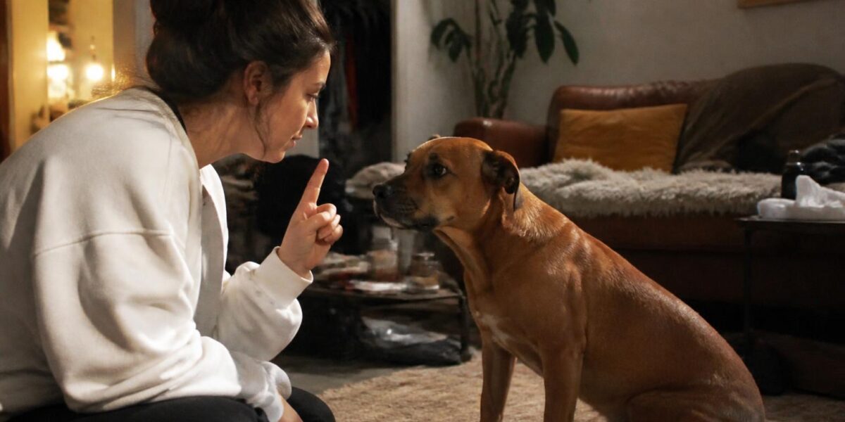 How to Transition Dog Food Without Stomach Upset