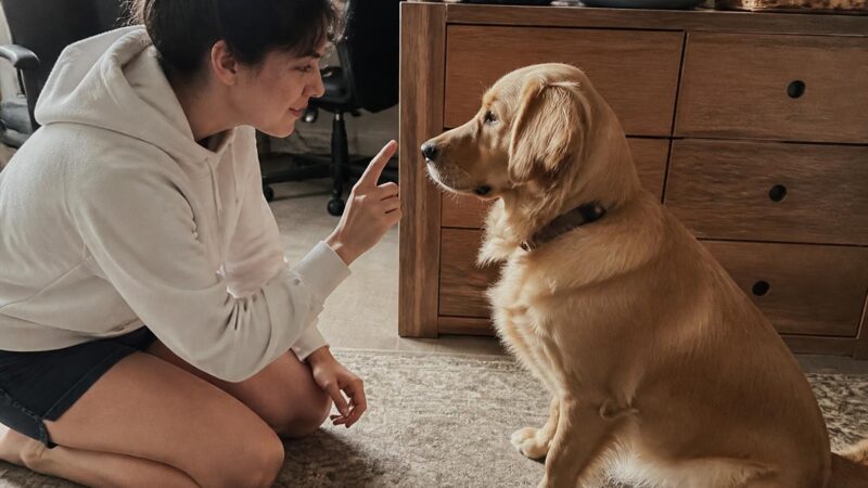 How to Write a Pet Adoption Bio That Gets Results