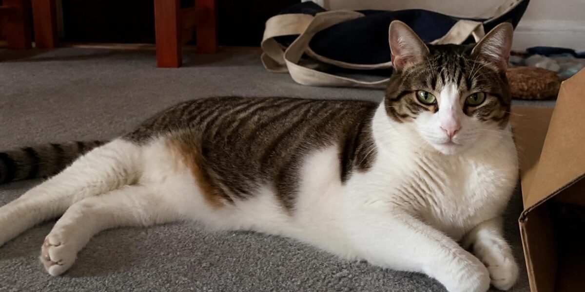 Human Foods Cats Can Eat: A Safe Foods List for Cat Owners