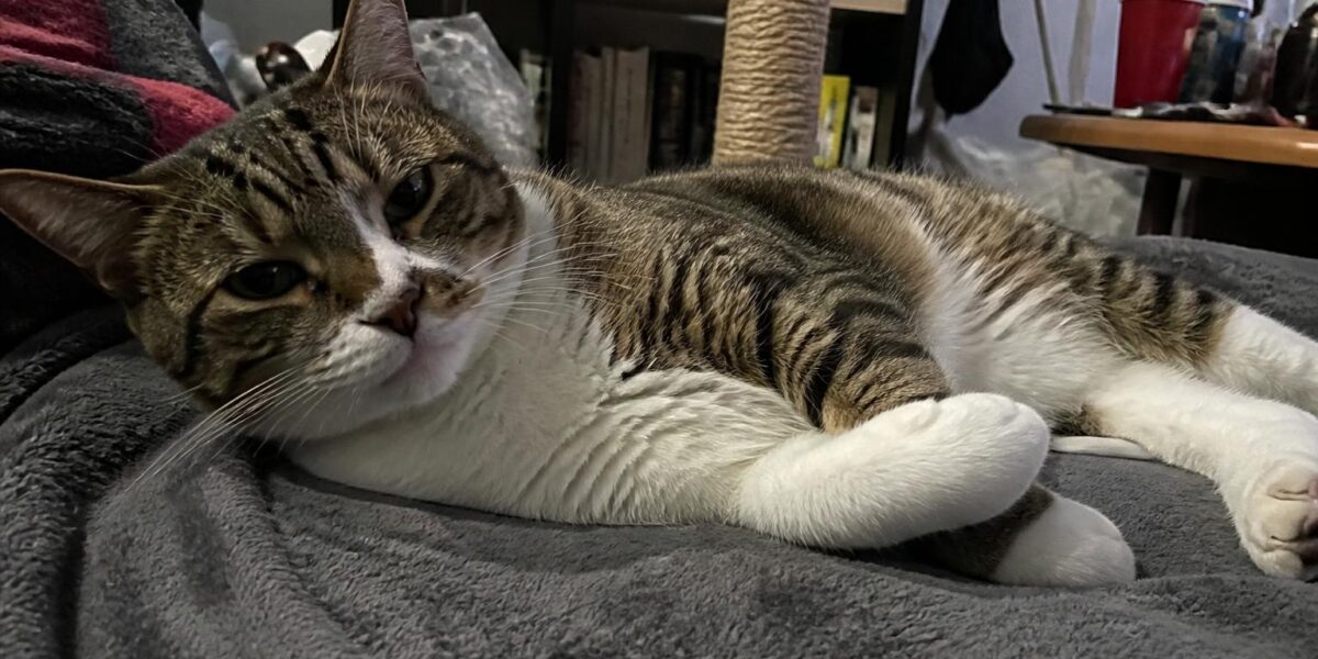 Hybrid Cat Breeds Overview: From Bengal to Bambino