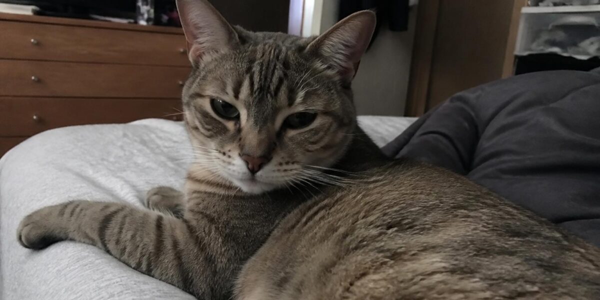 Hybrid Cat Enrichment Requirements: Climbing, Hunting, Water