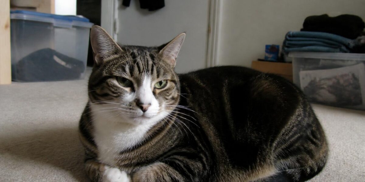Hybrid Cat Raw Diet Feeding Considerations