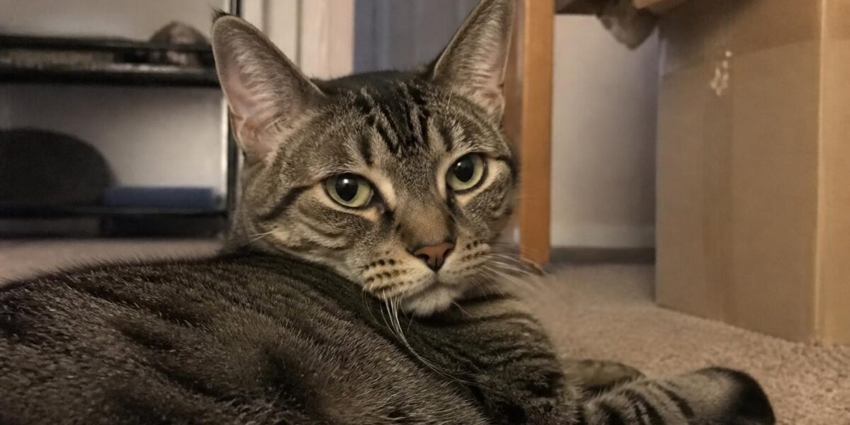 Hybrid Cat Vet Special Considerations: Anesthesia and Vaccines