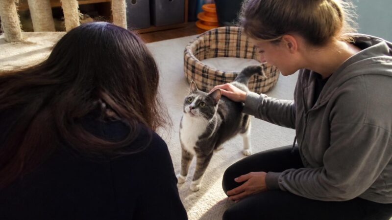 Hyperthyroid Cat Adoption Guide: Treatment Choices and Daily Care