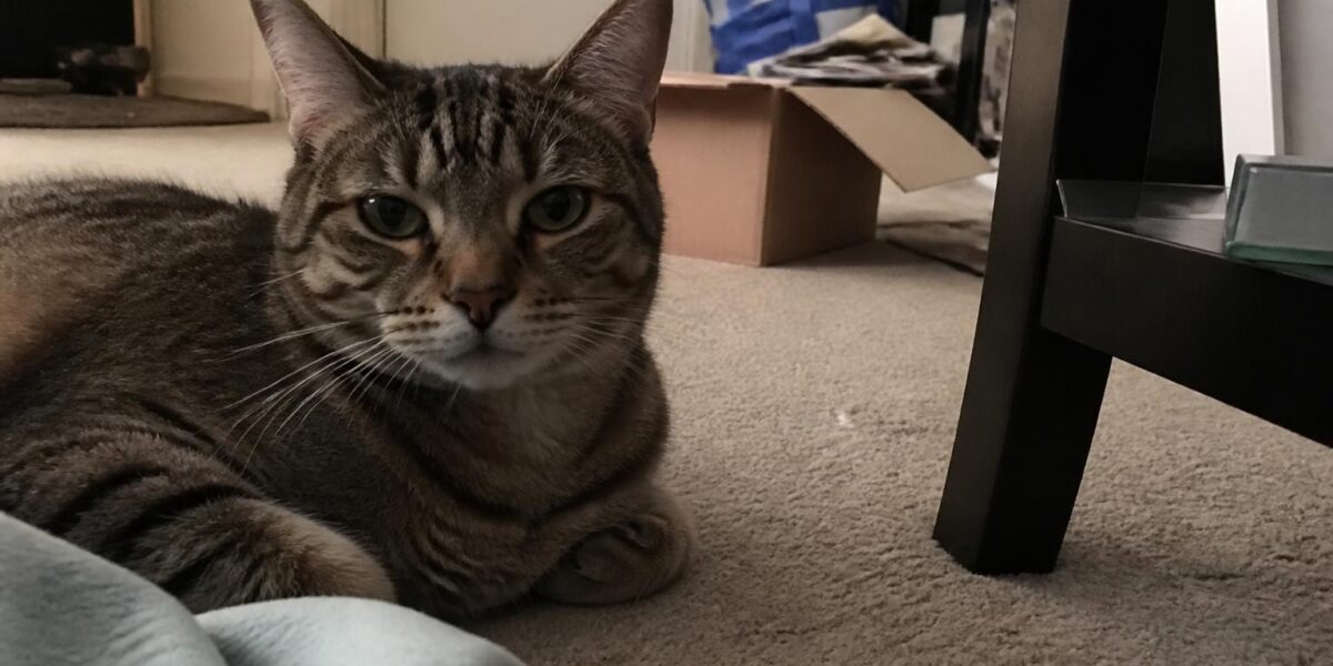 Indoor Cat Exercise: Keeping House Cats Active