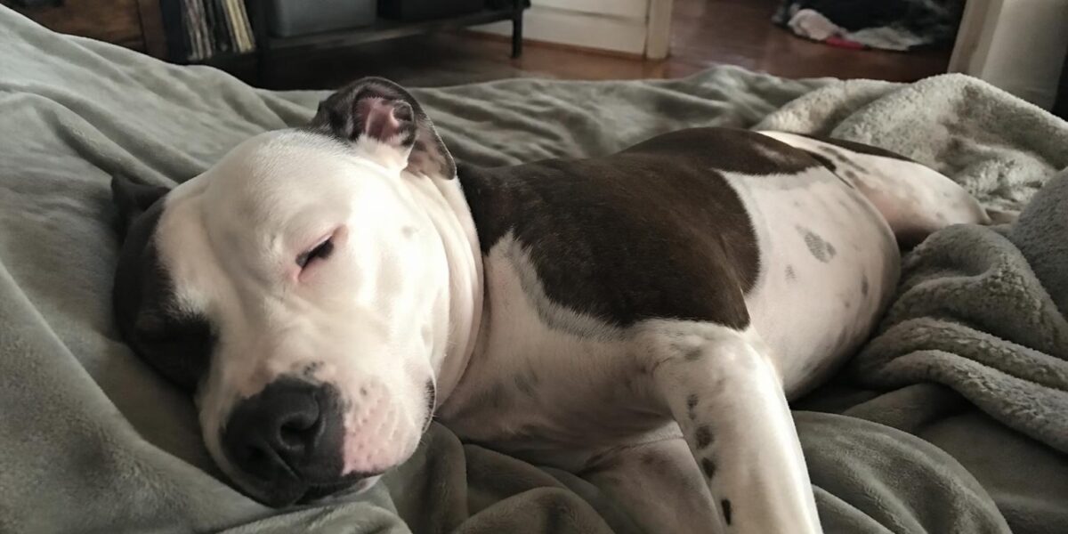 Insulin Management for New Pet Adopters: Learning the Basics