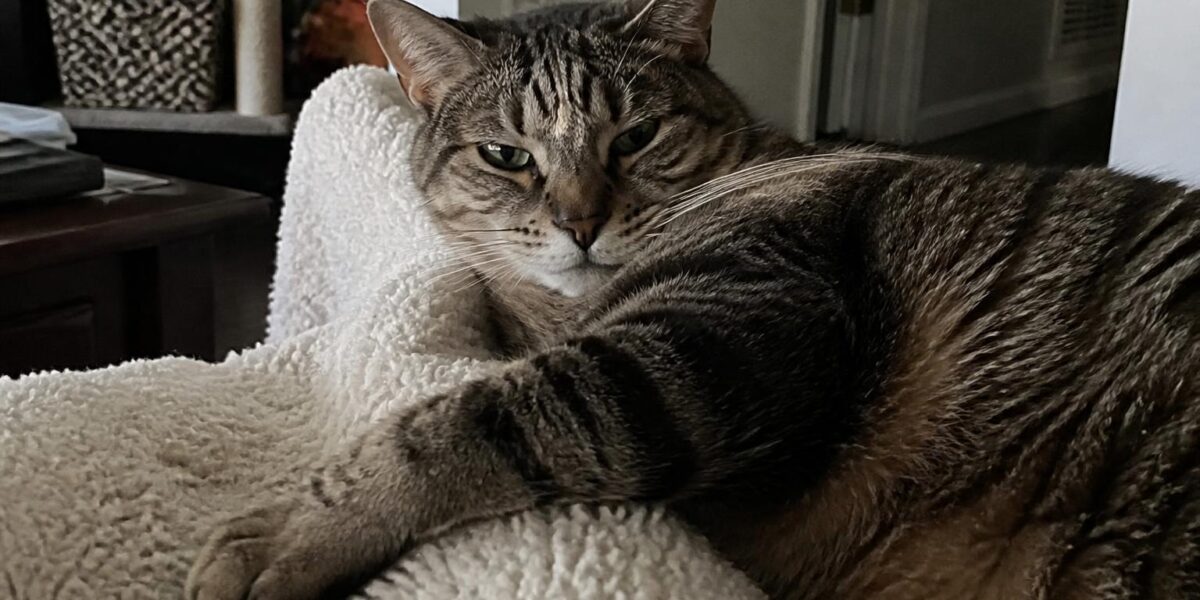 Inter-Cat Aggression: Multi-Cat Household Conflict Solutions