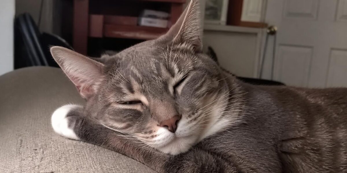 Introducing a New Dog to a Resident Cat