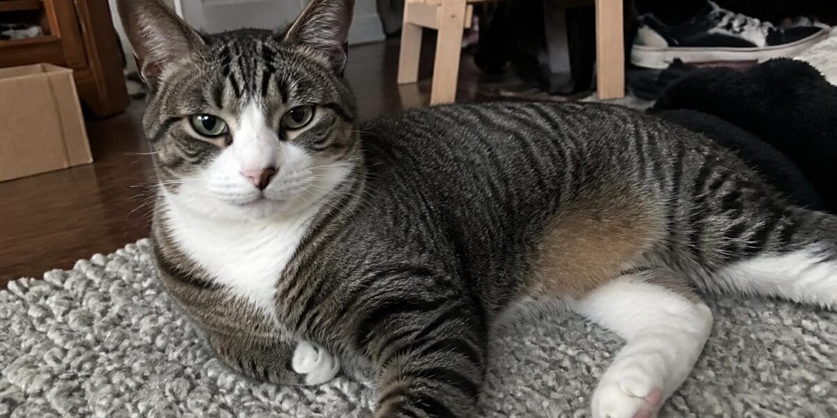 Introducing a Second Cat to Your Home: Slow Intro Method