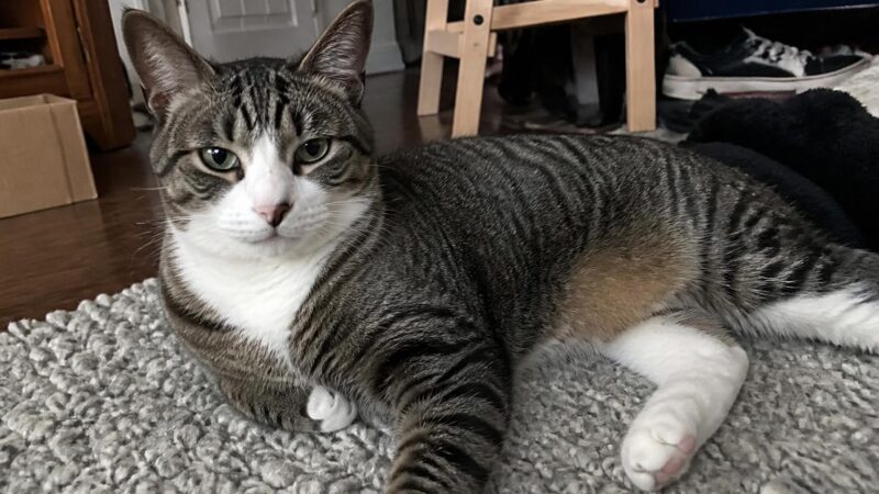 Introducing a Second Cat to Your Home: Slow Intro Method