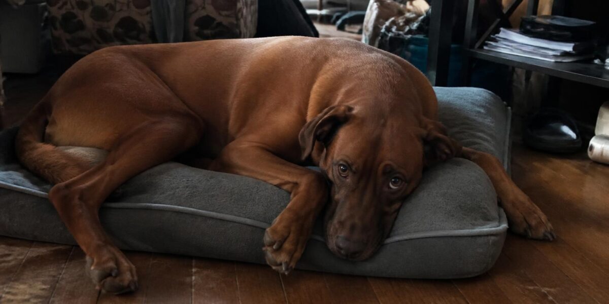 Introducing a Second Dog to Your Home: Step by Step