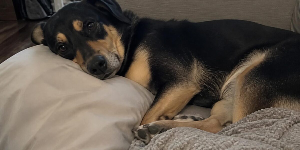 Introducing an Adopted Pet to Existing Pets in Singapore