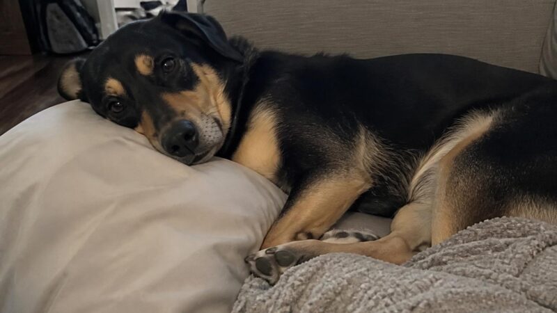 Introducing an Adopted Pet to Existing Pets in Singapore