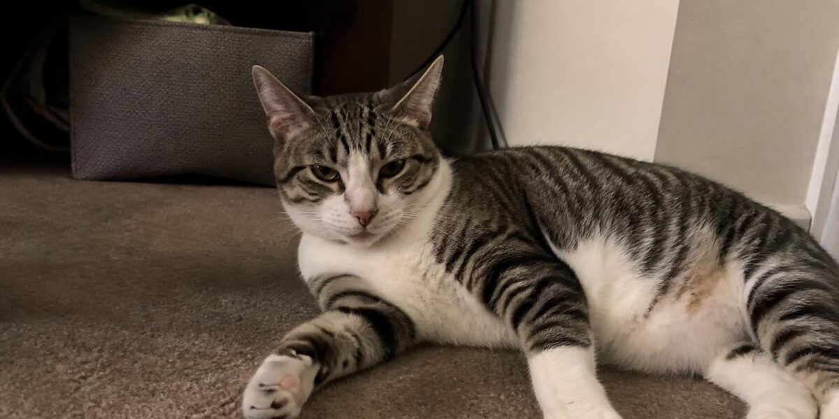 Introducing Cat to Toddler: Safe Coexistence