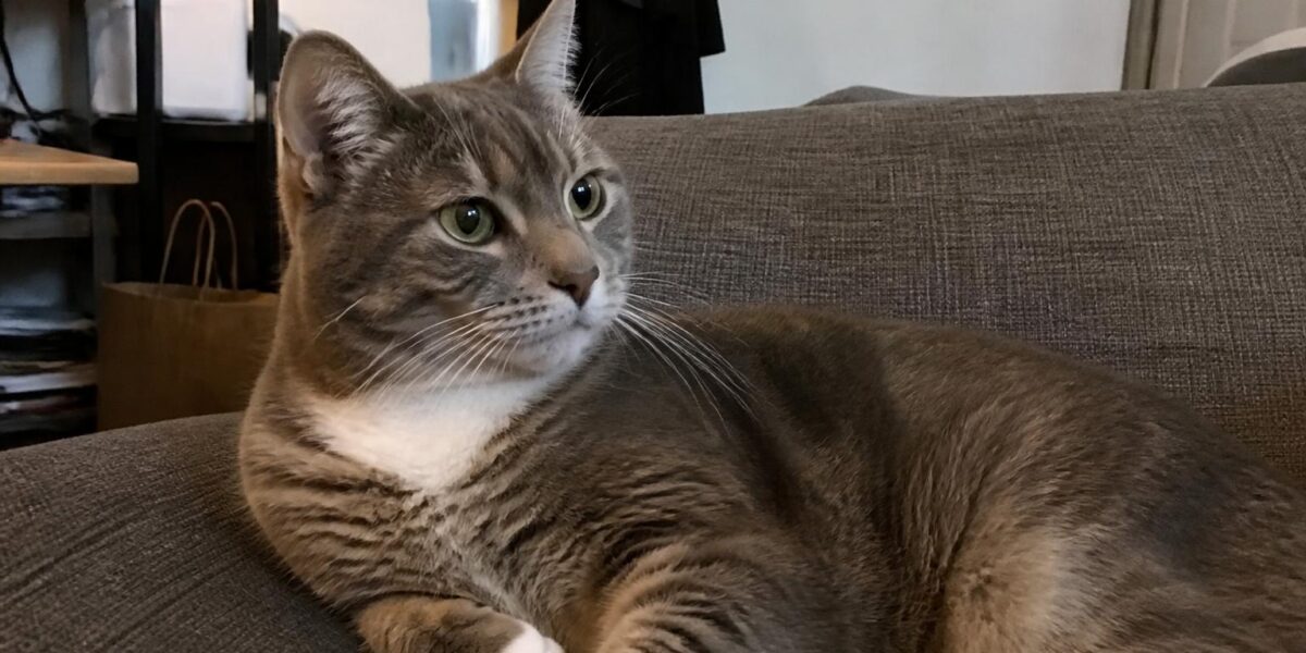 Introducing a Kitten to a Resident Cat