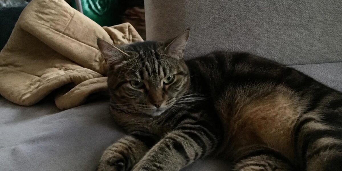 Introducing a New Cat to Your Resident Cat