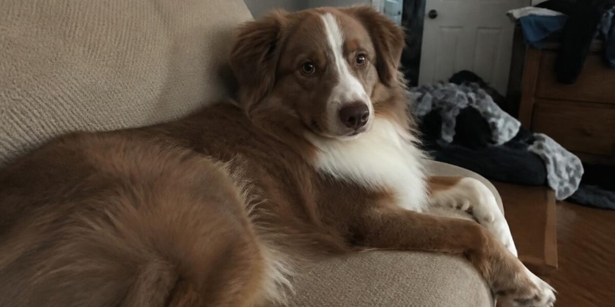 Introducing a Puppy to a Resident Dog