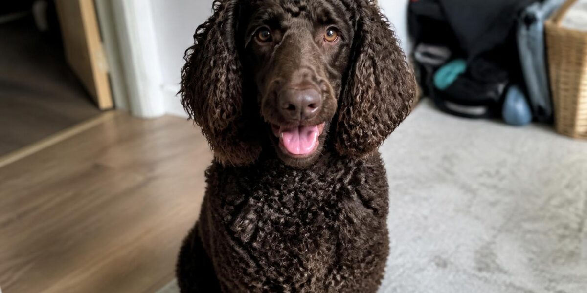 Irish Water Spaniel Breed Profile: The Clown Prince of Sporting Dogs