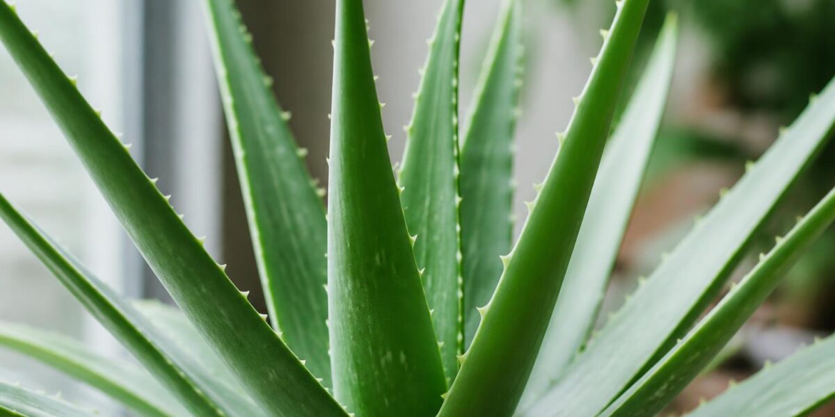 Is Aloe Toxic to Cats? Signs & What to Do