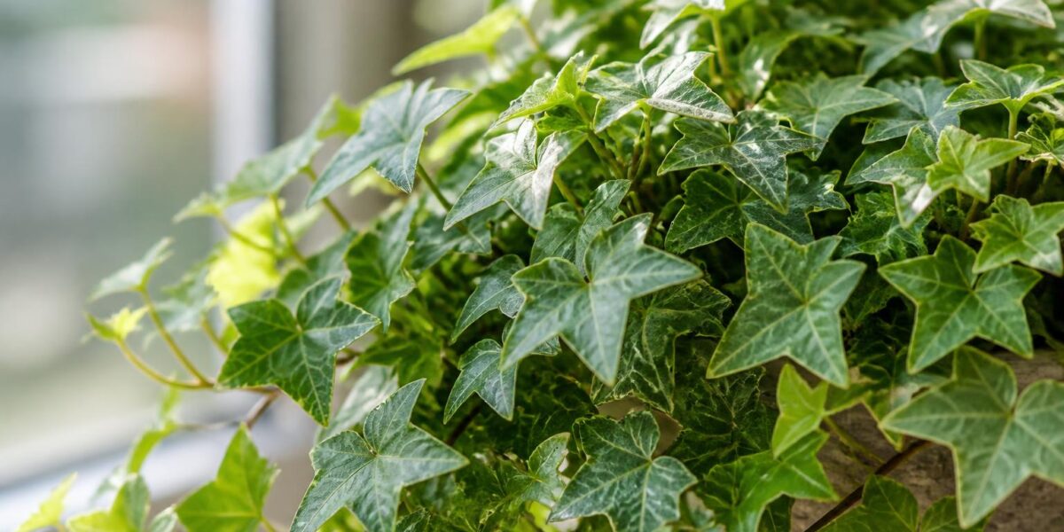Is Hedera Helix Toxic to Pets? English Ivy Latin Name Guide