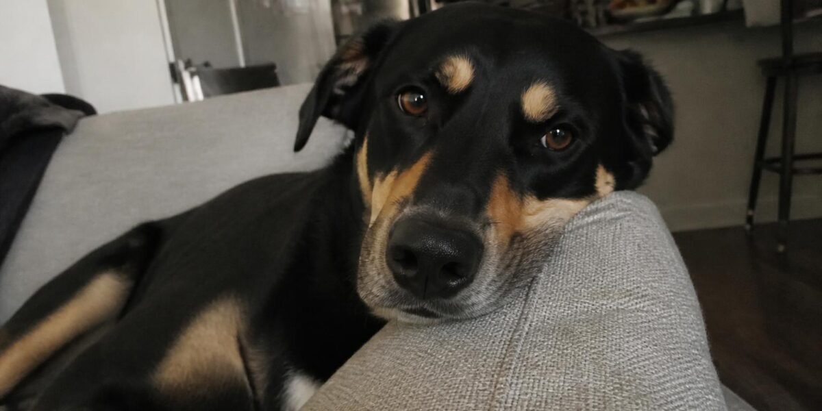 IVDD Surgery Cost Realism in Dogs: Hemilaminectomy, MRI, and Recovery