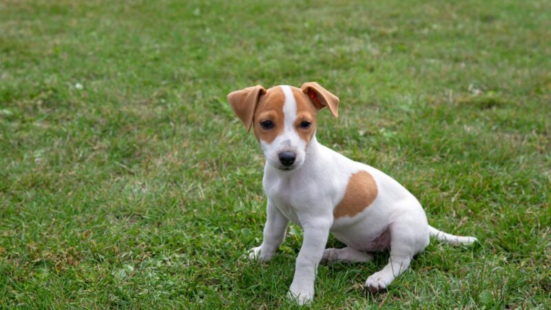 A cute Jack Russell Terrier puppy sitting on green grass outdoors.