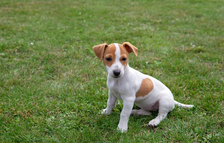 A cute Jack Russell Terrier puppy sitting on green grass outdoors.