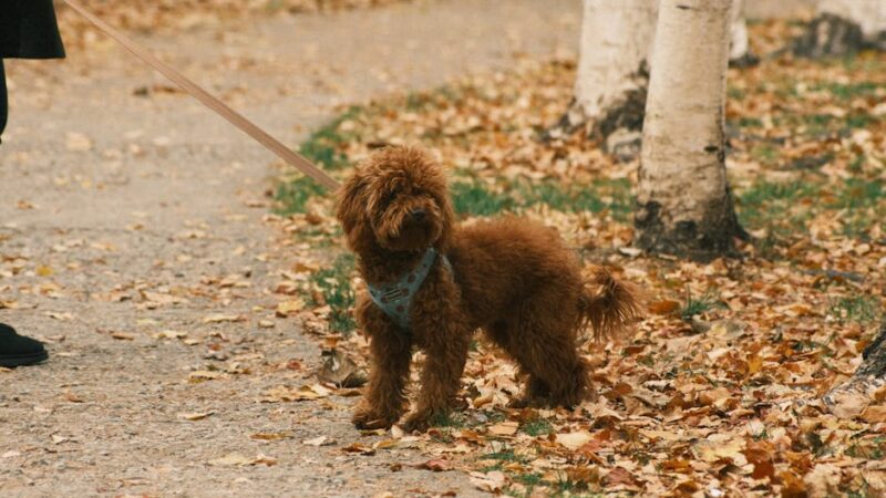 Adorable labradoodle on a leash enjoying a fall walk among autumn leaves.