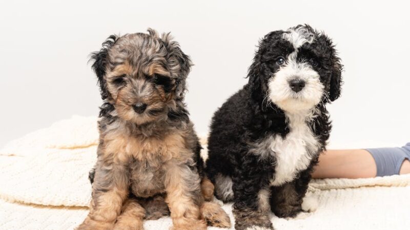 Two cute Bernedoodle puppies sitting on a cozy white blanket indoors.