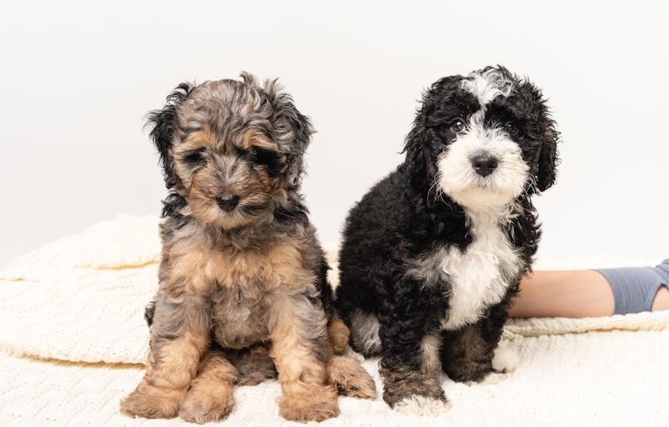 Two cute Bernedoodle puppies sitting on a cozy white blanket indoors.