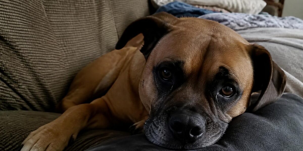 Large Breed Puppy Feeding: Calcium and Growth Rate