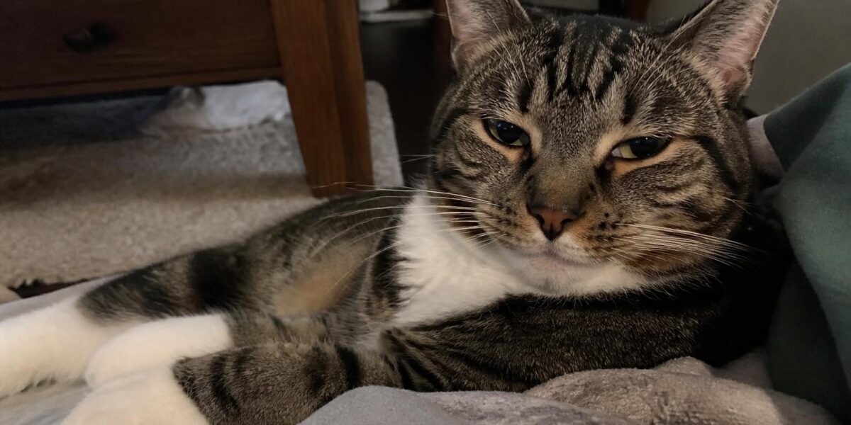 10 Largest Domestic Cat Breeds in the World