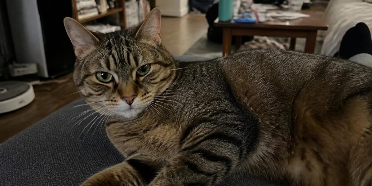 Largest Hybrid Cat Breeds Overview: Savannah Leads the Pack