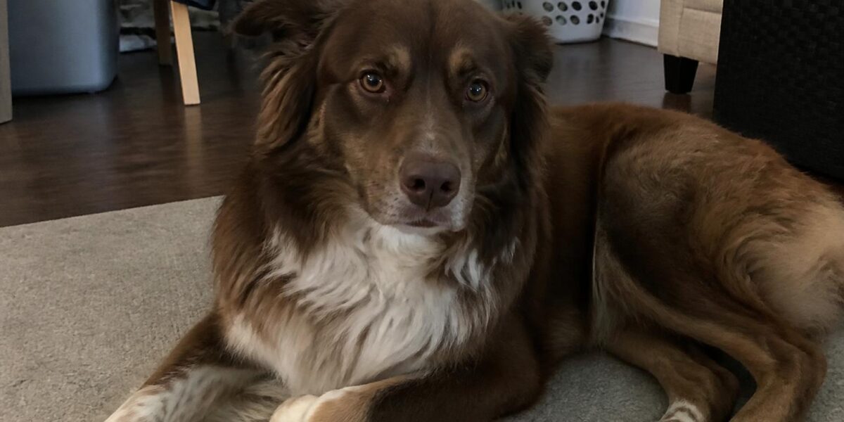 Legg-Calve-Perthes Disease in Small Dogs