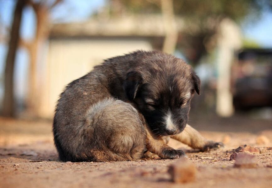 A cute puppy peacefully sleeping outdoors on a sunny day, capturing innocence and serenity.