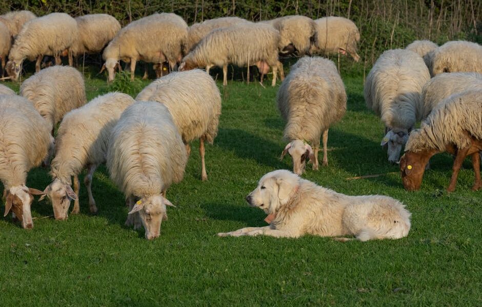 Sheep grazing in Rome, Lazio with a guard dog lying down, keeping watch.