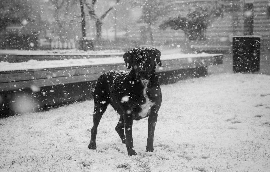 A black dog stands amidst falling snow in a winter park setting.