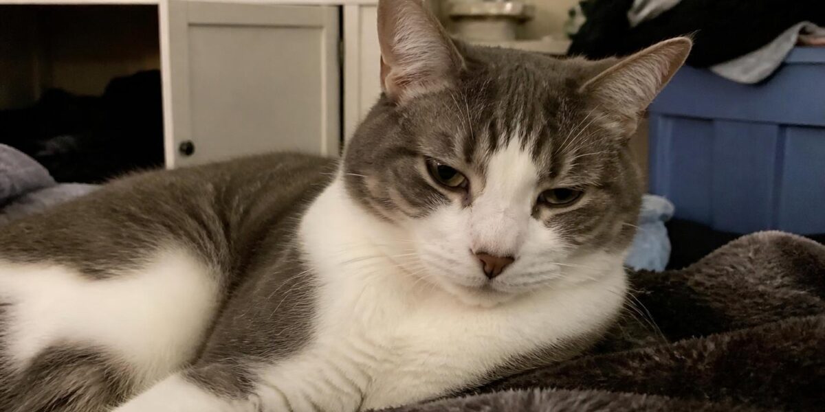 Lifetime Cost of Owning a Cat: Decade Perspective