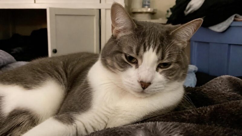 Lifetime Cost of Owning a Cat: Decade Perspective
